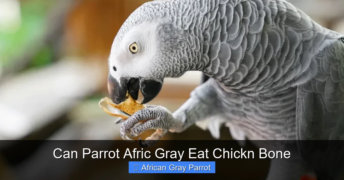 Can Parrot Afric Gray Eat Chickn Bone
