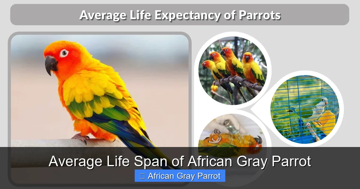 Average Life Span of African Gray Parrot
