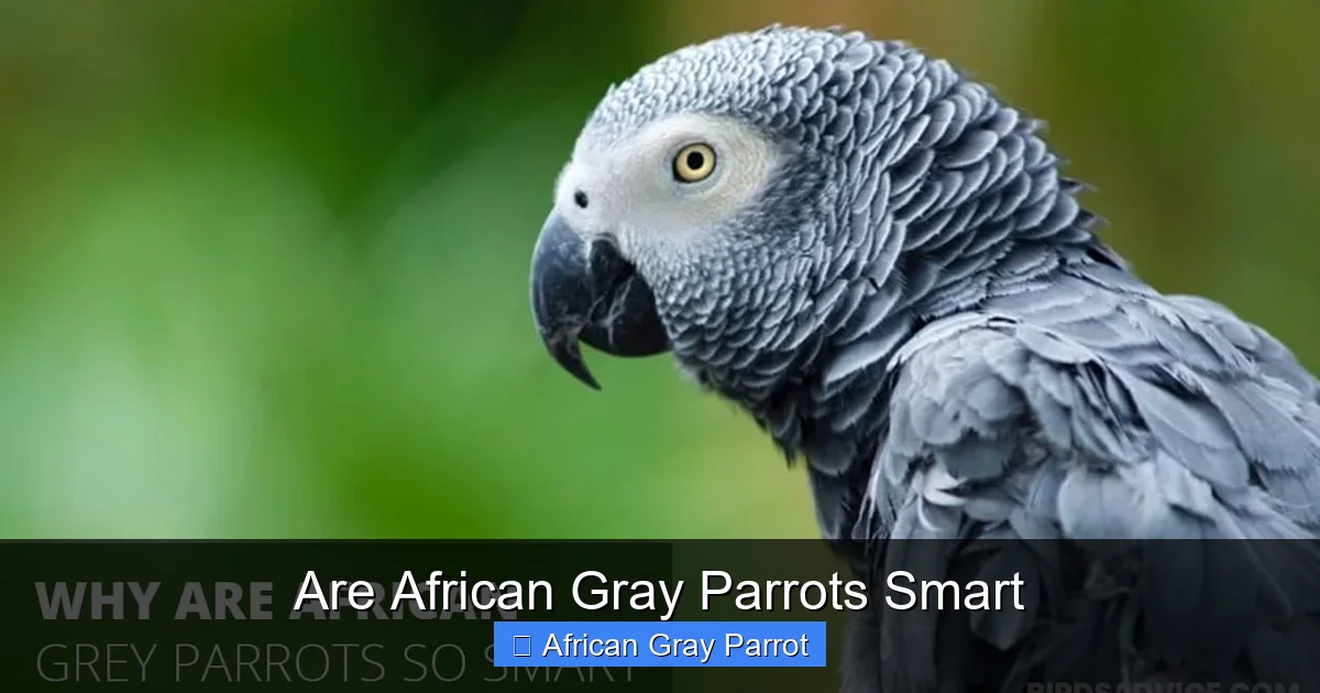 Are African Gray Parrots Smart