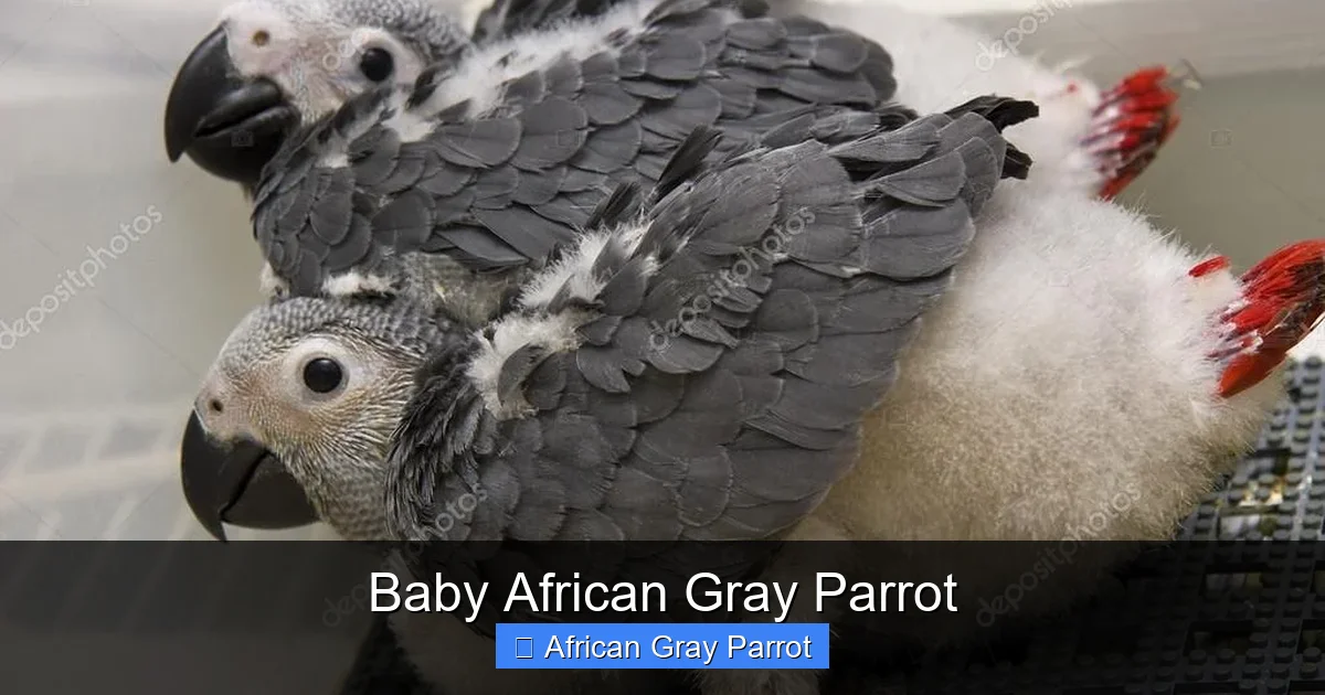 Baby African Gray Parrot