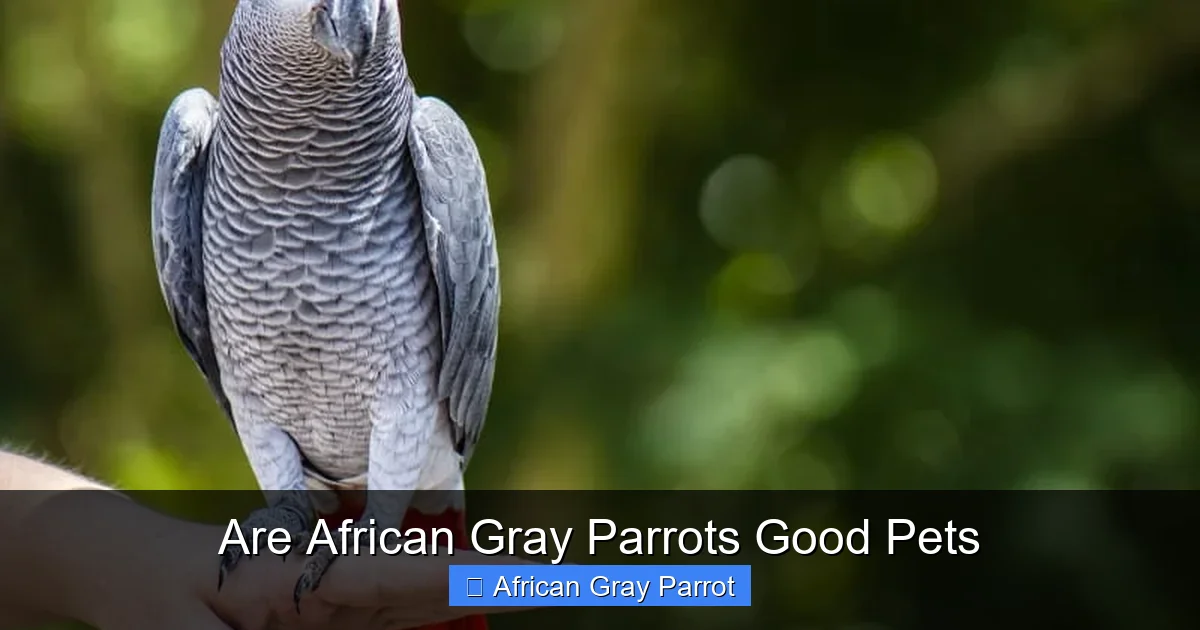 Are African Gray Parrots Good Pets