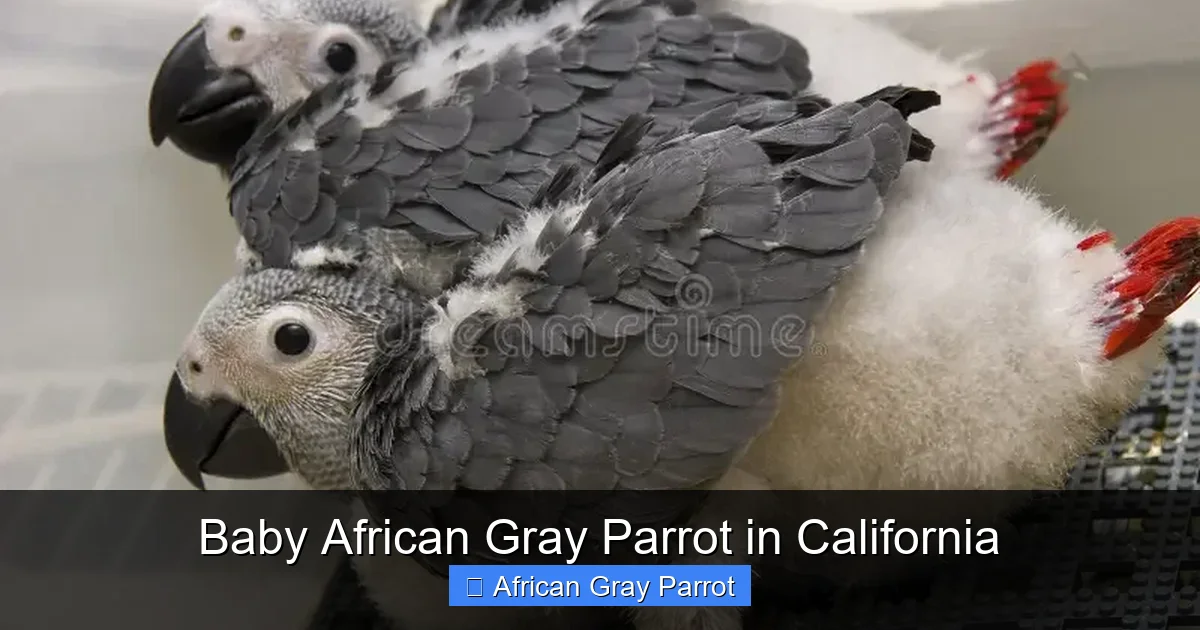 Baby African Gray Parrot in California