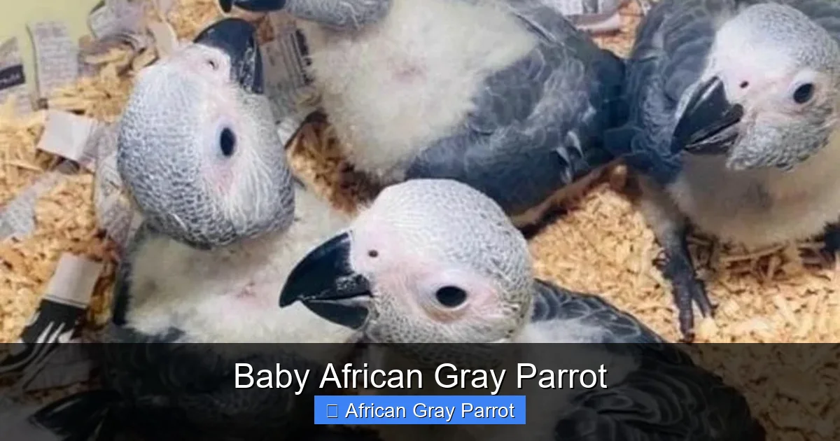 Baby African Gray Parrot
