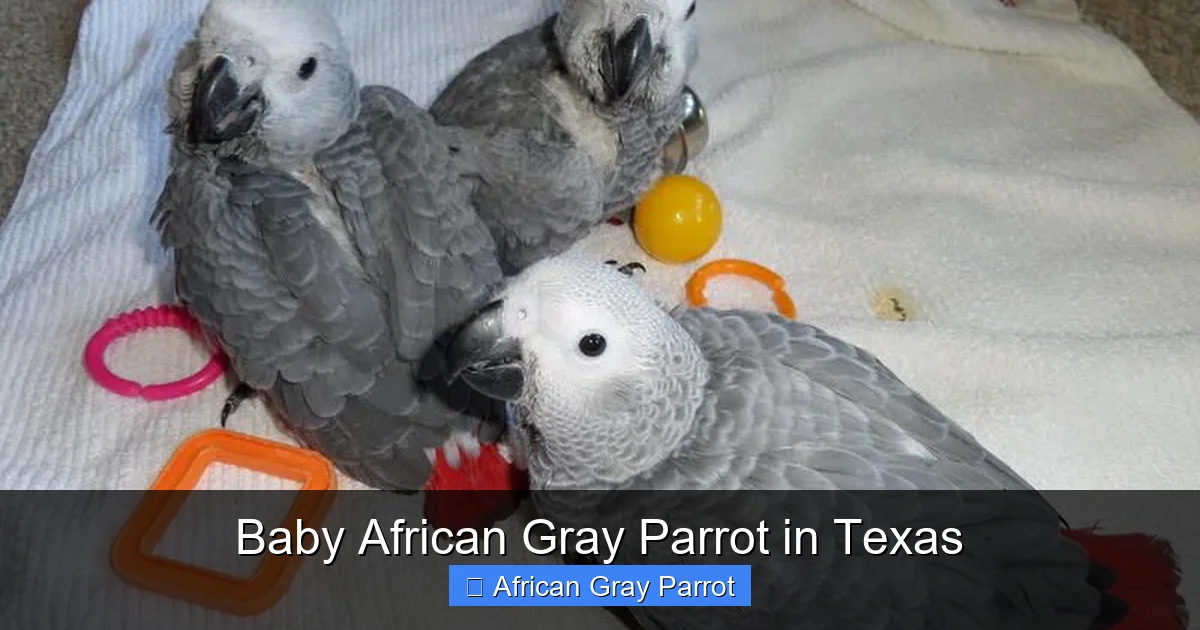 Baby African Gray Parrot in Texas
