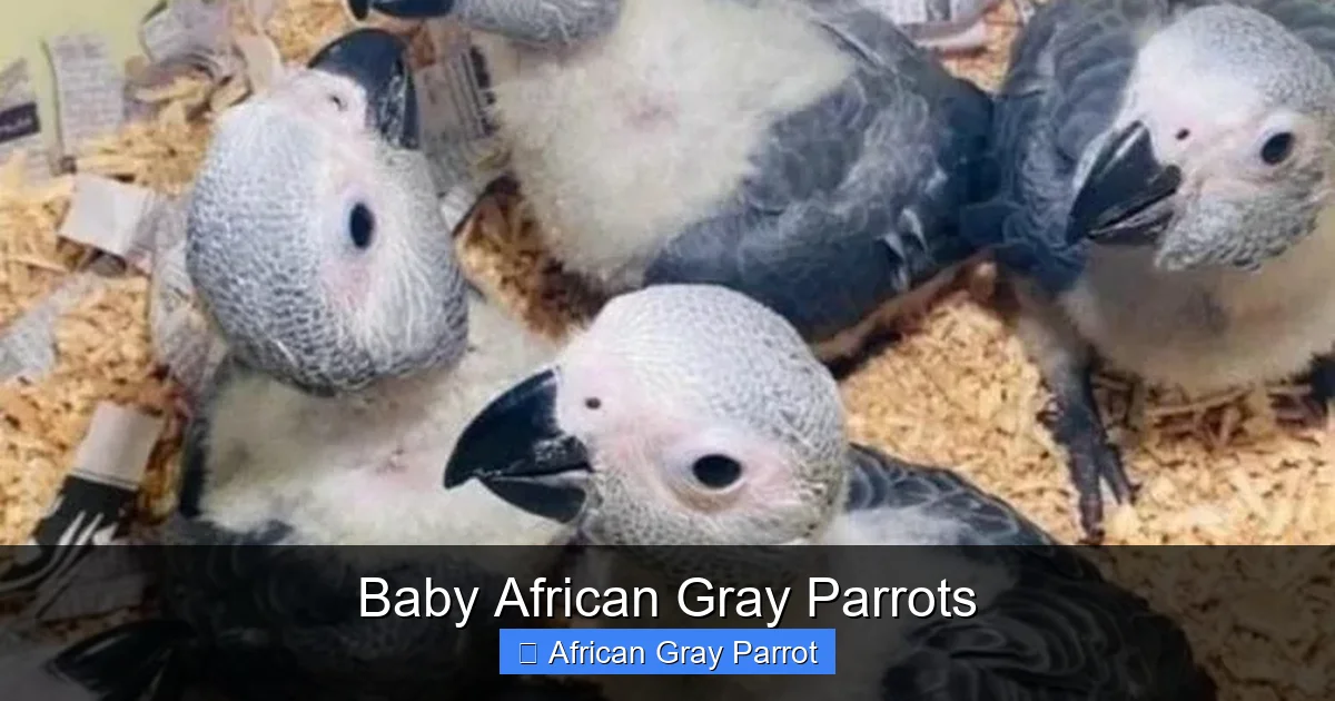 Baby African Gray Parrots