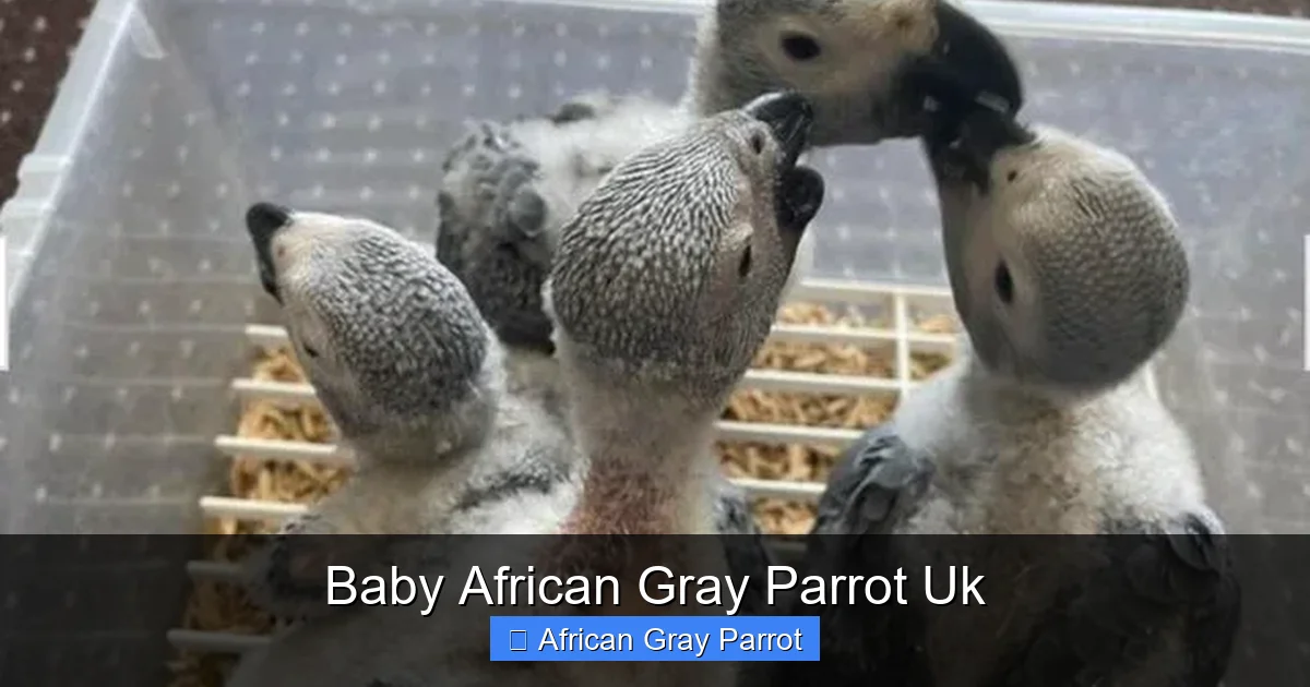 Baby African Gray Parrot Uk