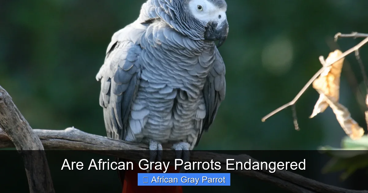 Are African Gray Parrots Endangered