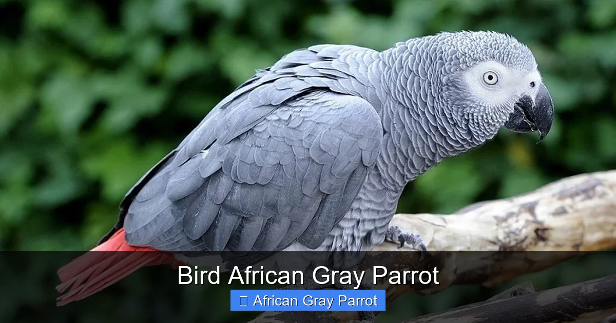 Bird African Gray Parrot