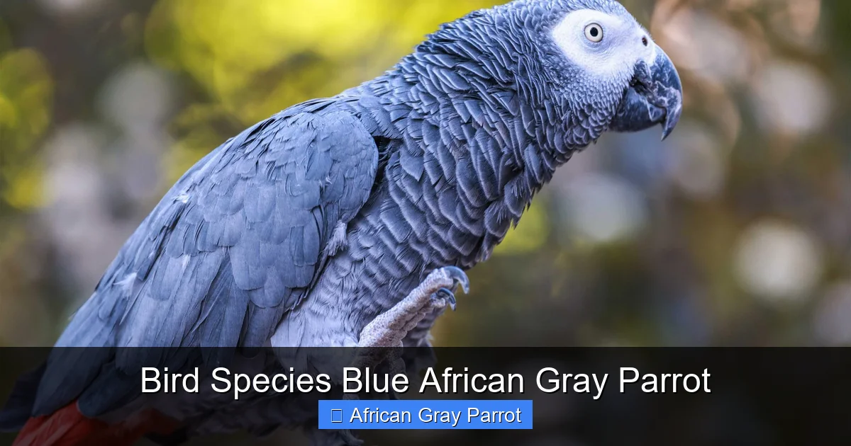 Bird Species Blue African Gray Parrot