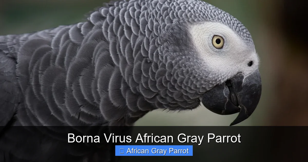 Borna Virus African Gray Parrot