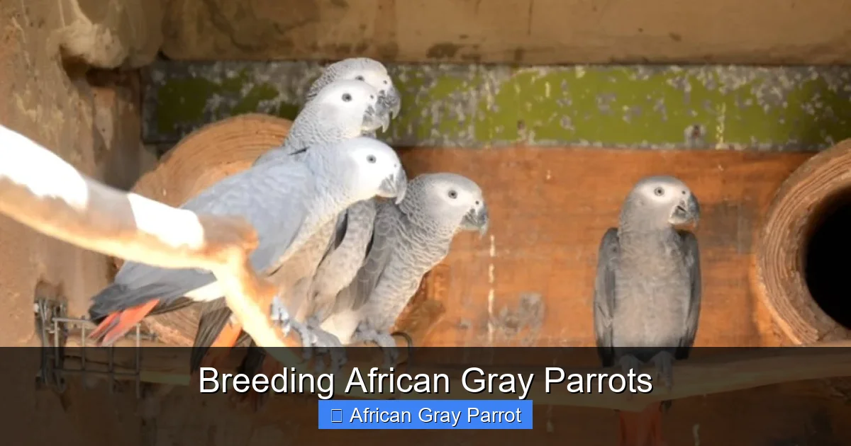Breeding African Gray Parrots