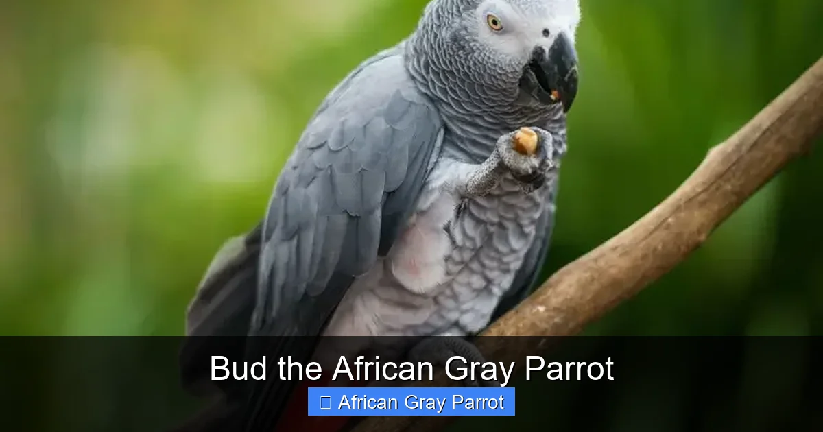 Bud the African Gray Parrot