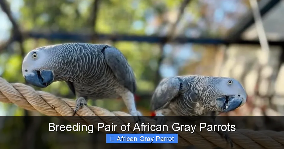 Breeding Pair of African Gray Parrots