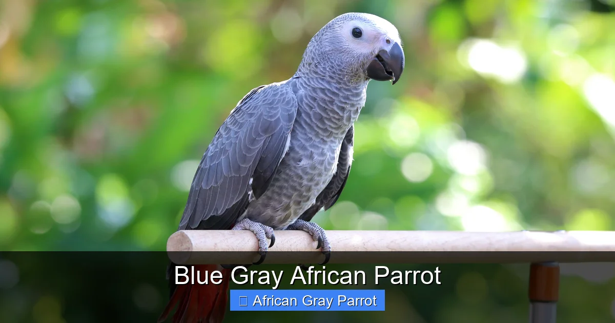 Blue Gray African Parrot