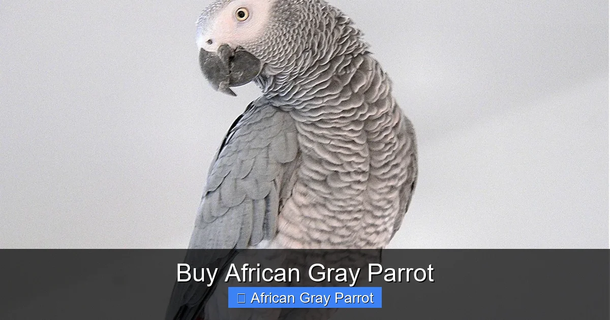 Buy African Gray Parrot