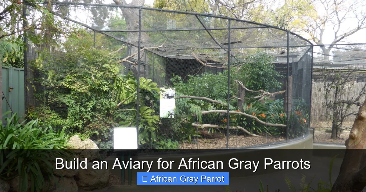 Build an Aviary for African Gray Parrots
