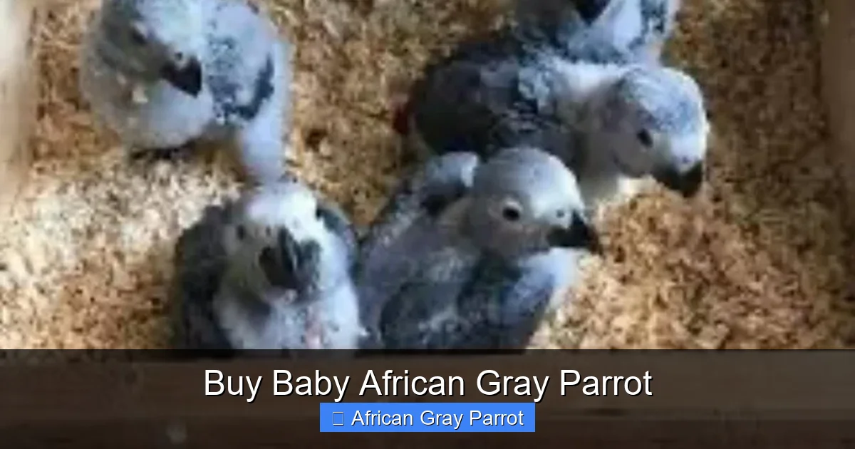 Buy Baby African Gray Parrot