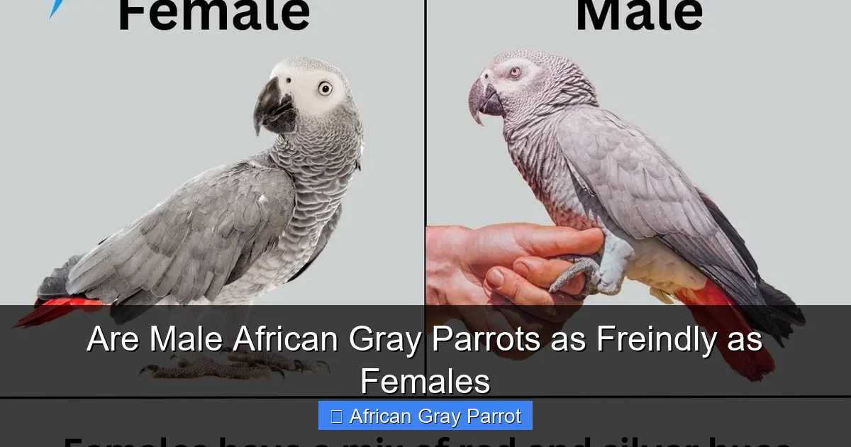 Are Male African Gray Parrots as Freindly as Females