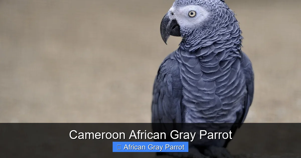 Cameroon African Gray Parrot