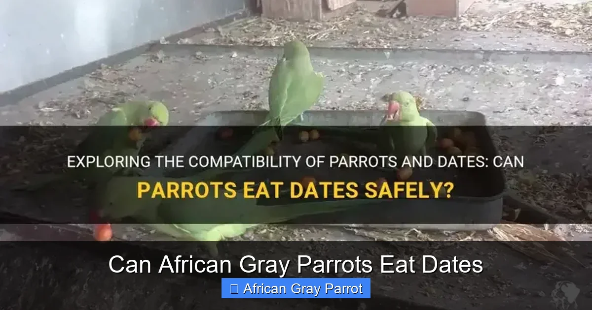 Can African Gray Parrots Eat Dates