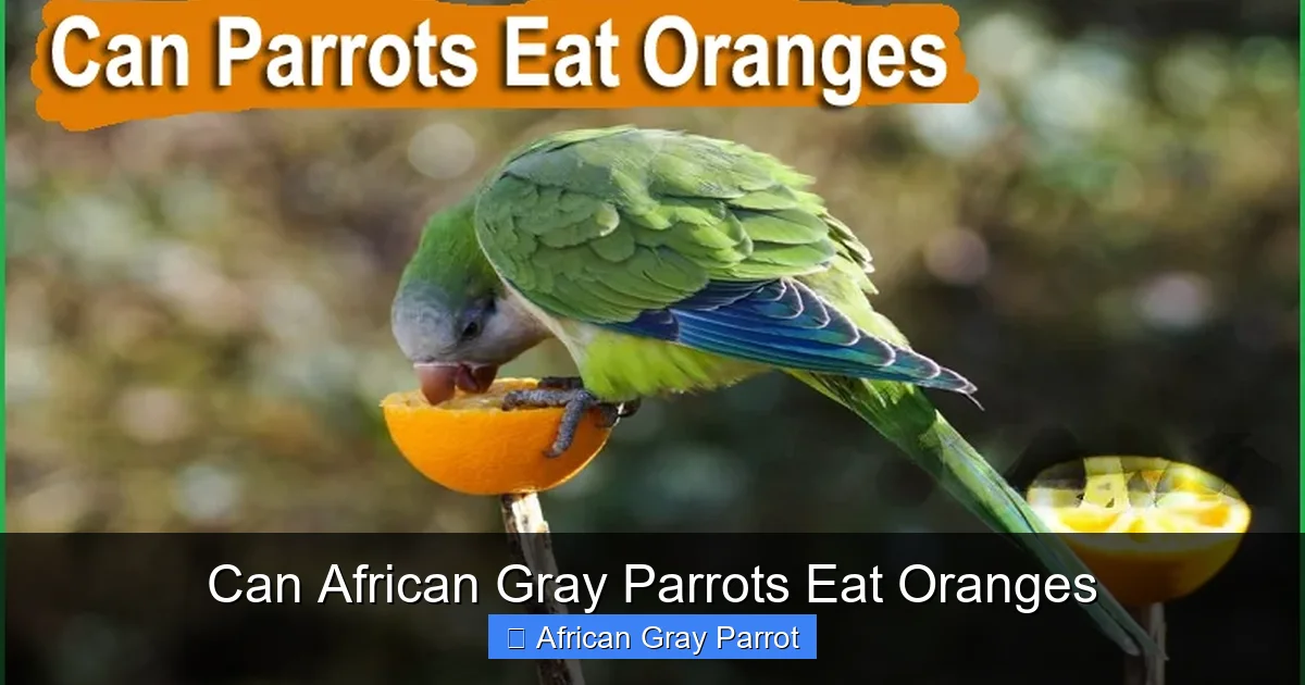 Can African Gray Parrots Eat Oranges