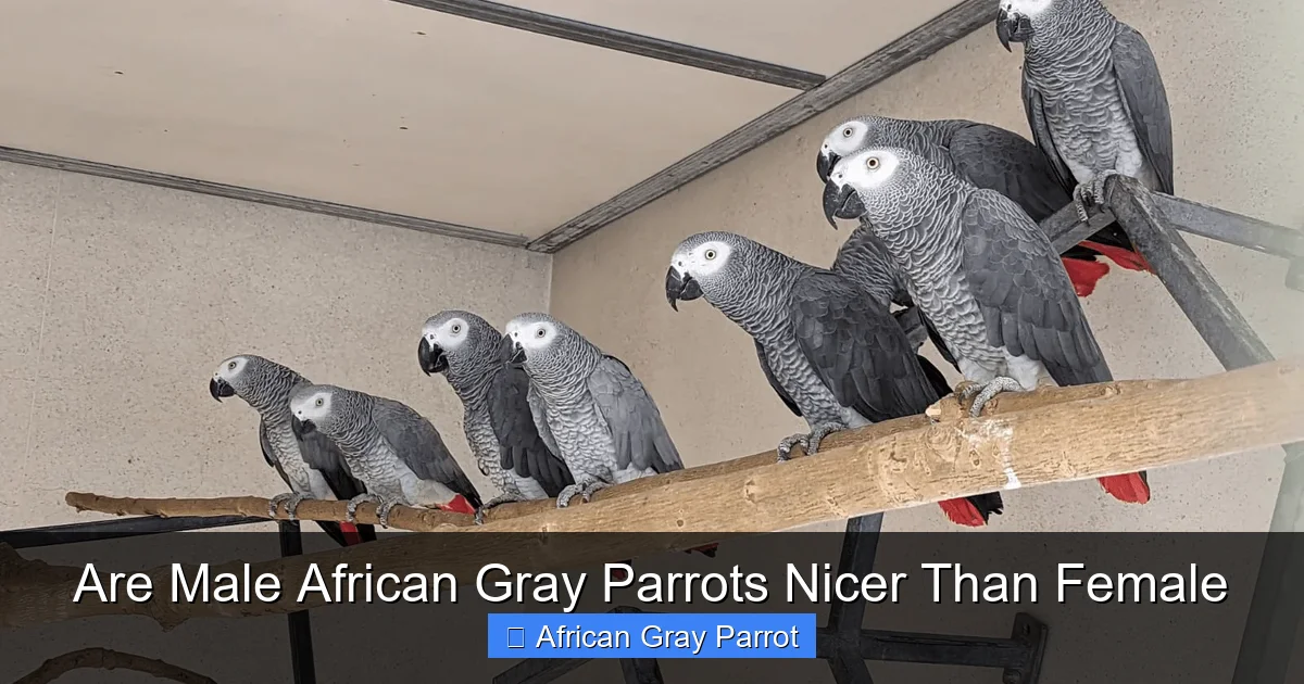 Are Male African Gray Parrots Nicer Than Female