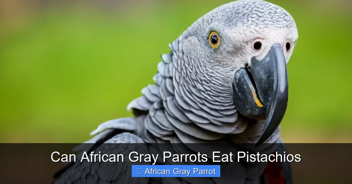 Can African Gray Parrots Eat Pistachios