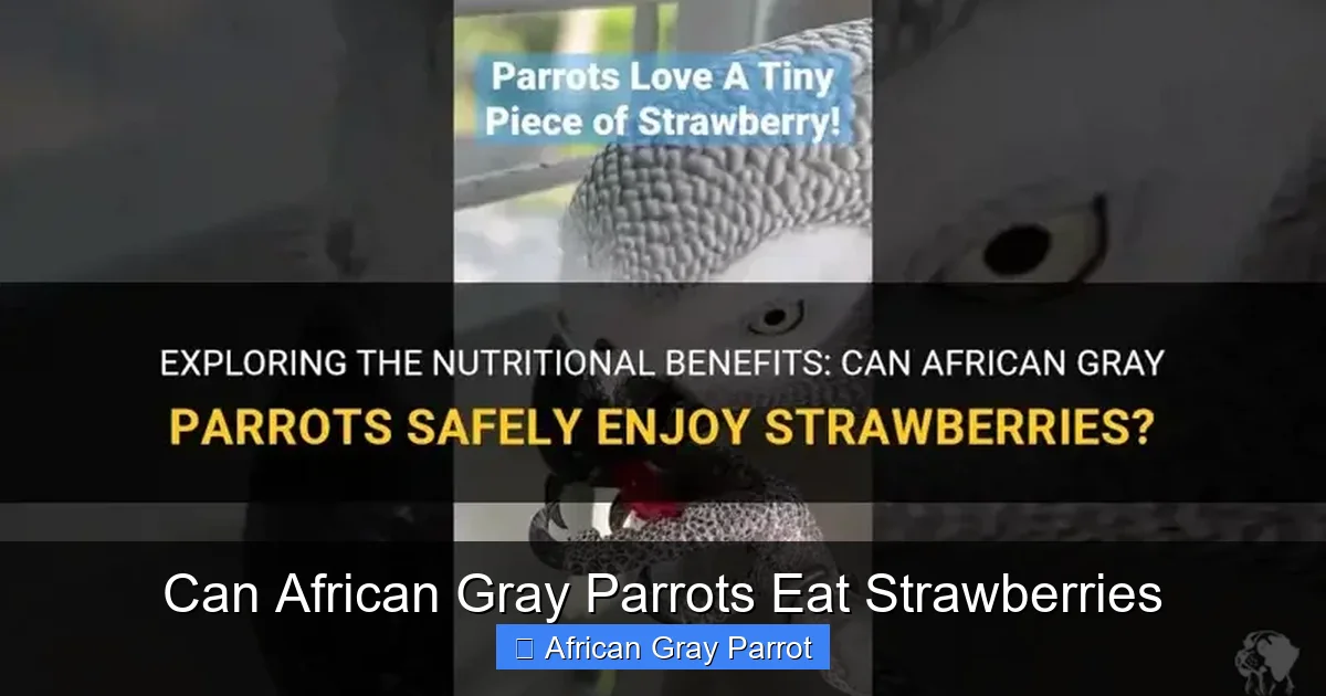 Can African Gray Parrots Eat Strawberries