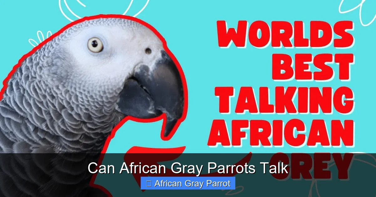 Can African Gray Parrots Talk