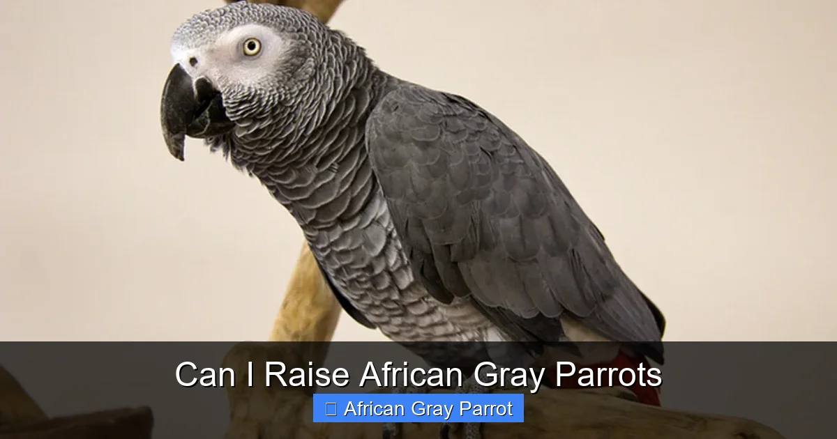 Can I Raise African Gray Parrots