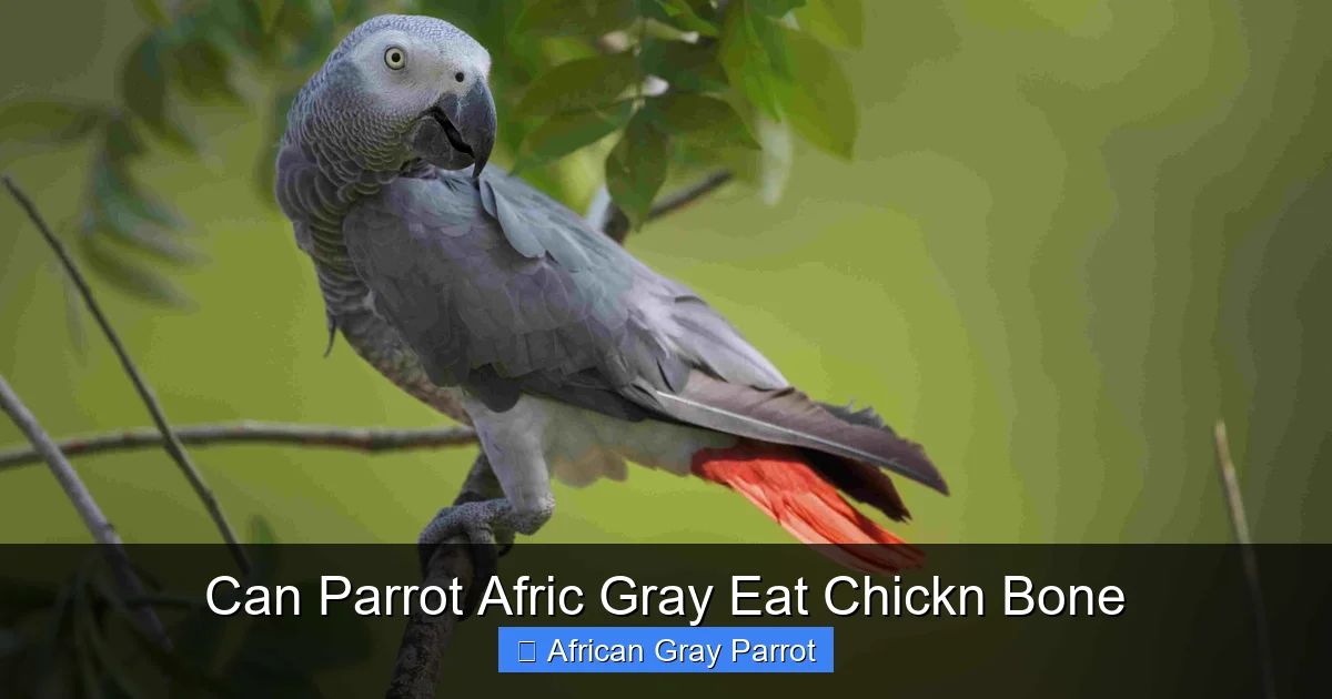 Can Parrot Afric Gray Eat Chickn Bone