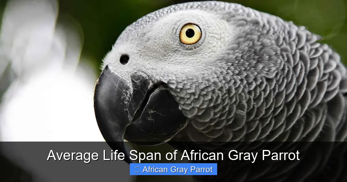 Average Life Span of African Gray Parrot