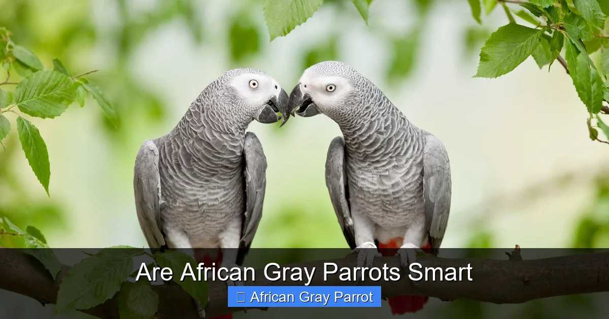 Are African Gray Parrots Smart
