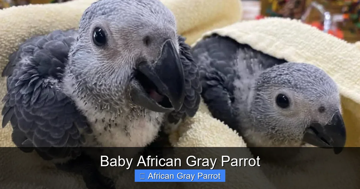 Baby African Gray Parrot