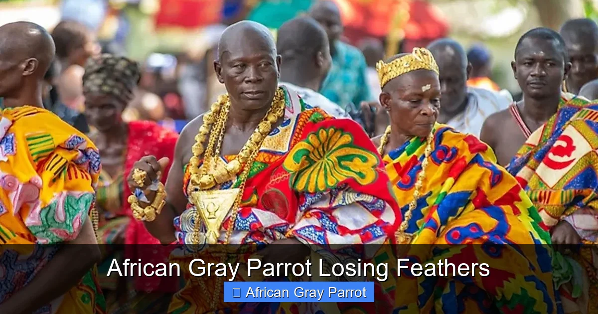 African Gray Parrot Losing Feathers