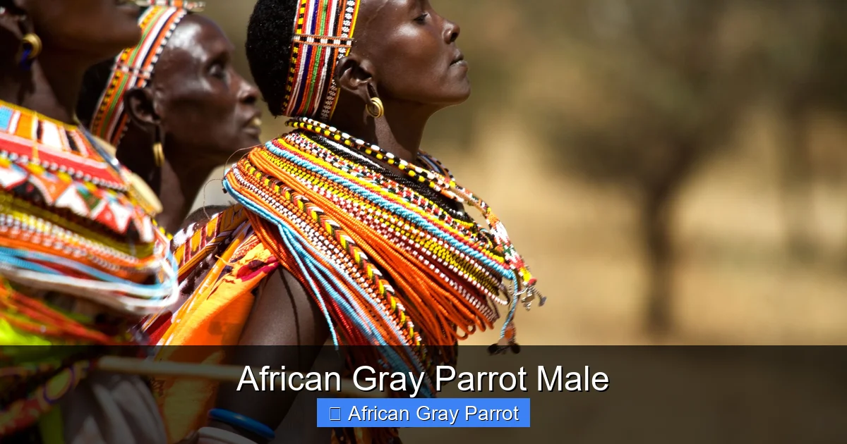 African Gray Parrot Male