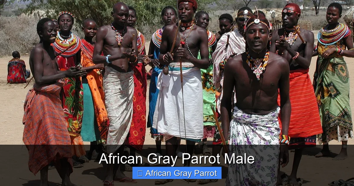 African Gray Parrot Male