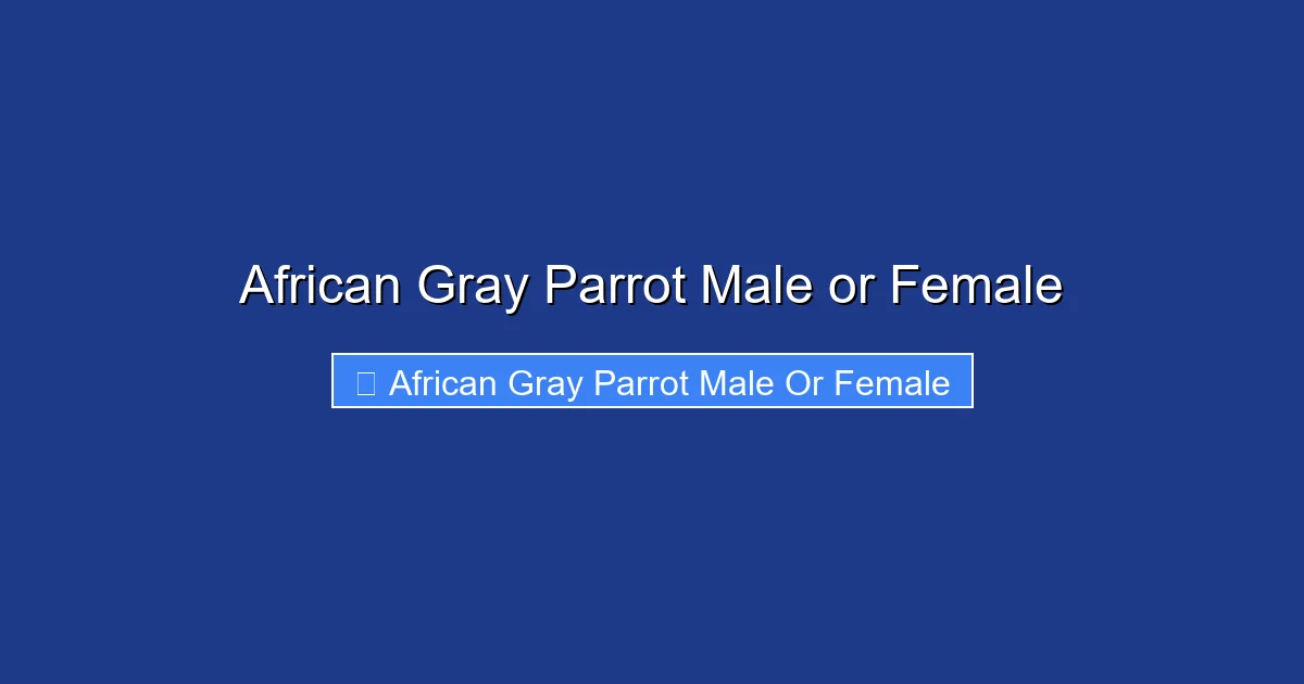 African Gray Parrot Male or Female