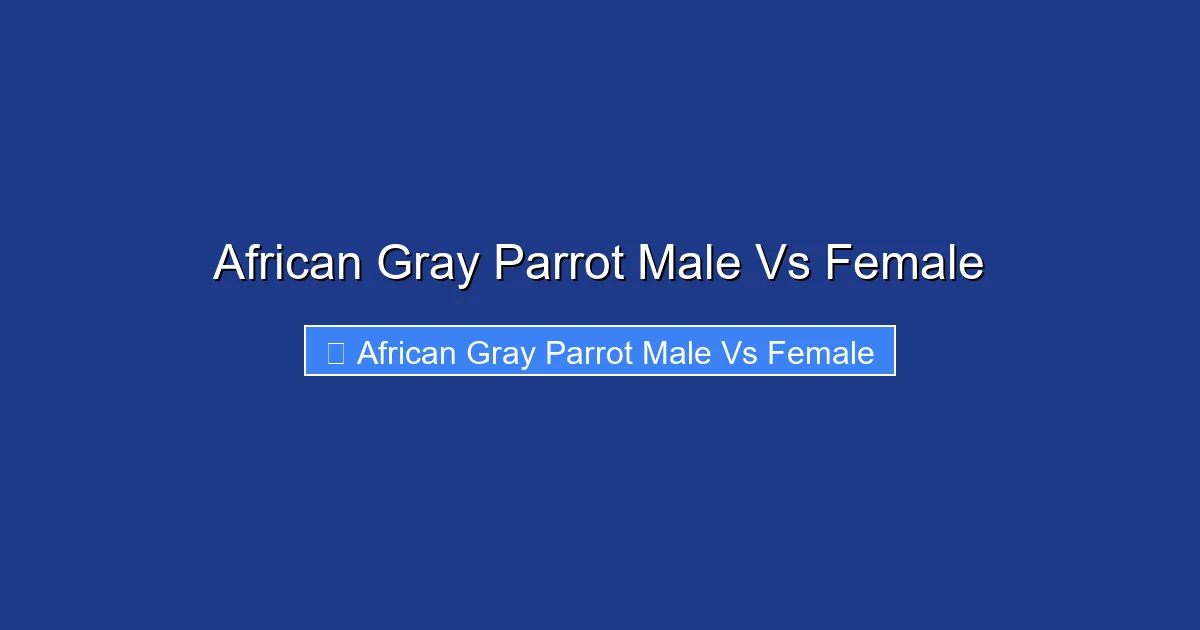 African Gray Parrot Male Vs Female