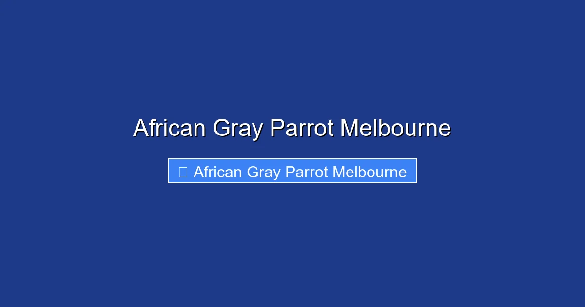 African Gray Parrot Melbourne