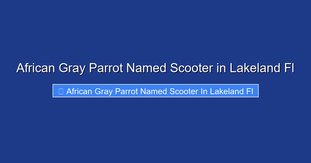 African Gray Parrot Named Scooter in Lakeland Fl
