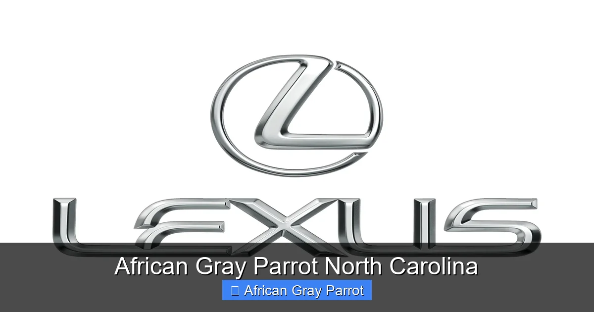 African Gray Parrot North Carolina