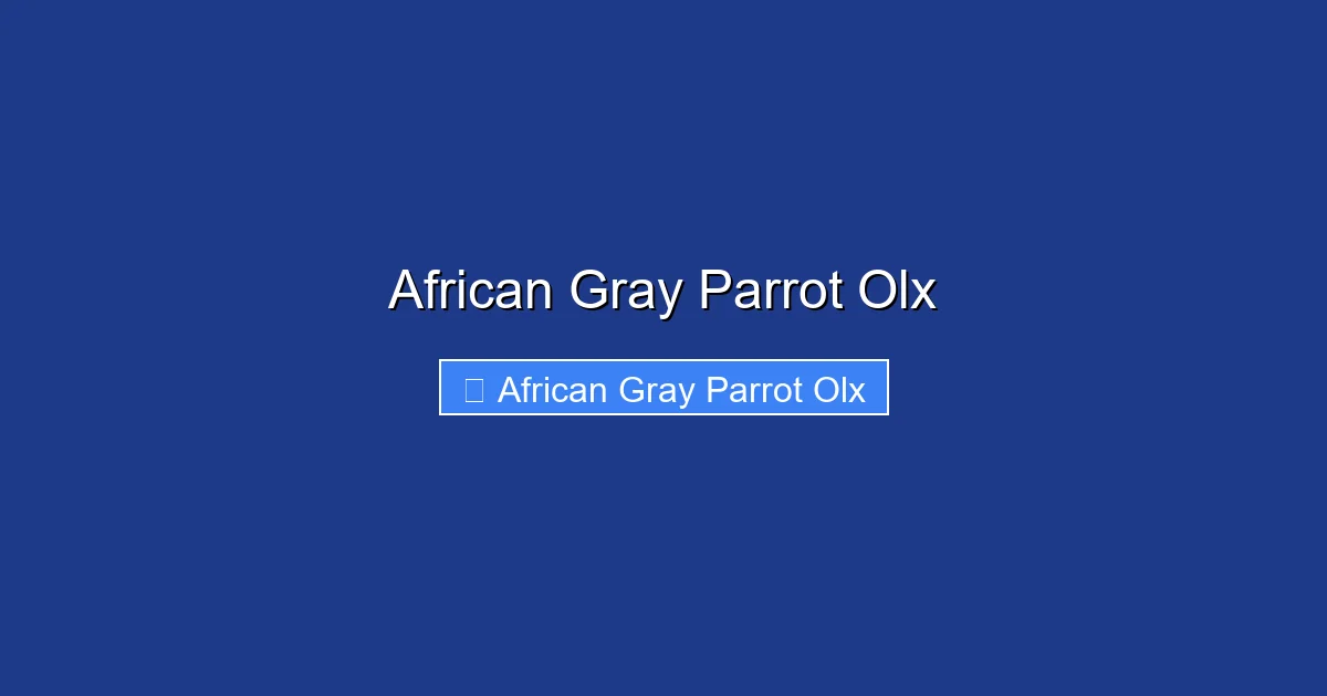 African Gray Parrot Olx
