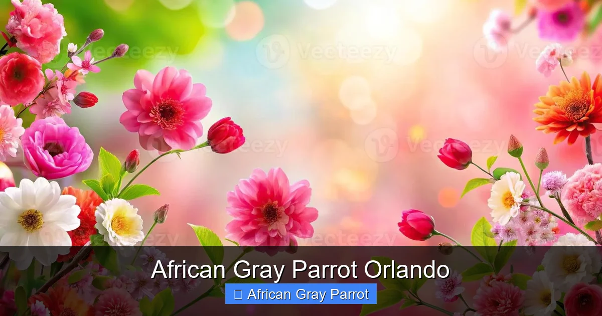African Gray Parrot Orlando