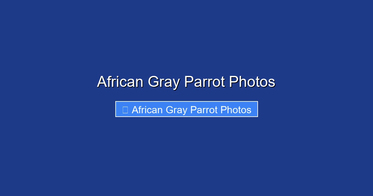 African Gray Parrot Photos