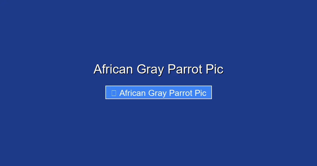African Gray Parrot Pic