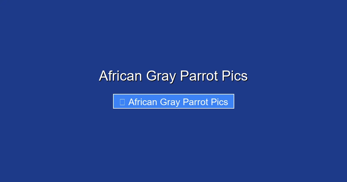 African Gray Parrot Pics