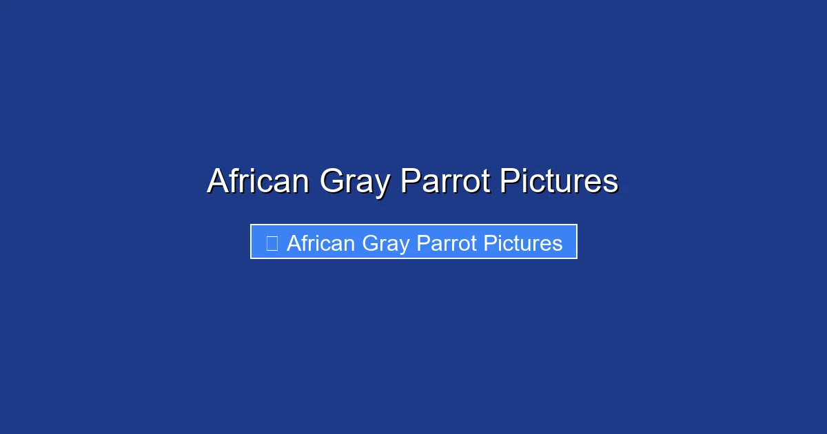 African Gray Parrot Pictures