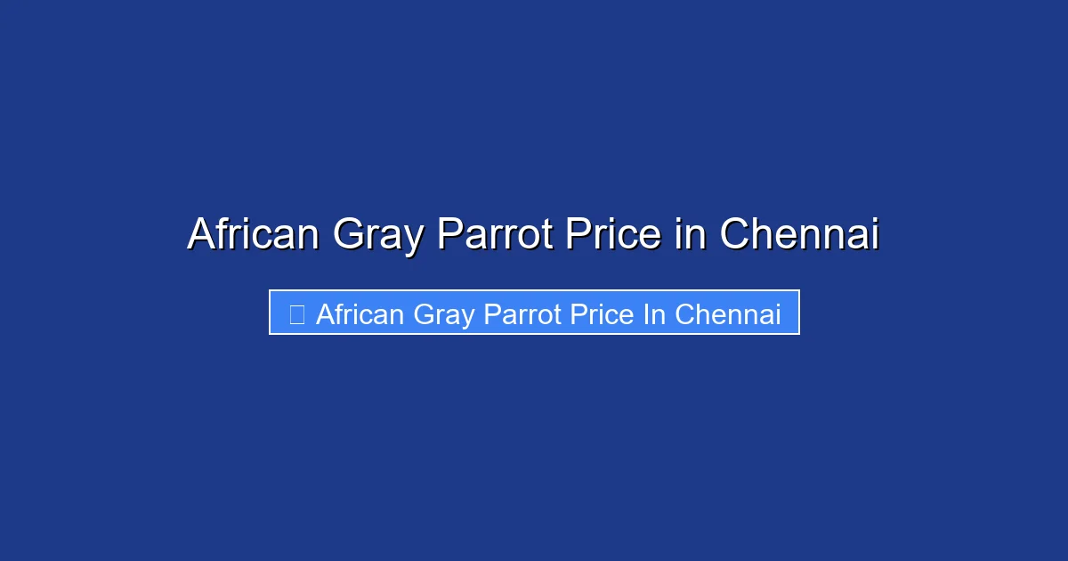 African Gray Parrot Price in Chennai