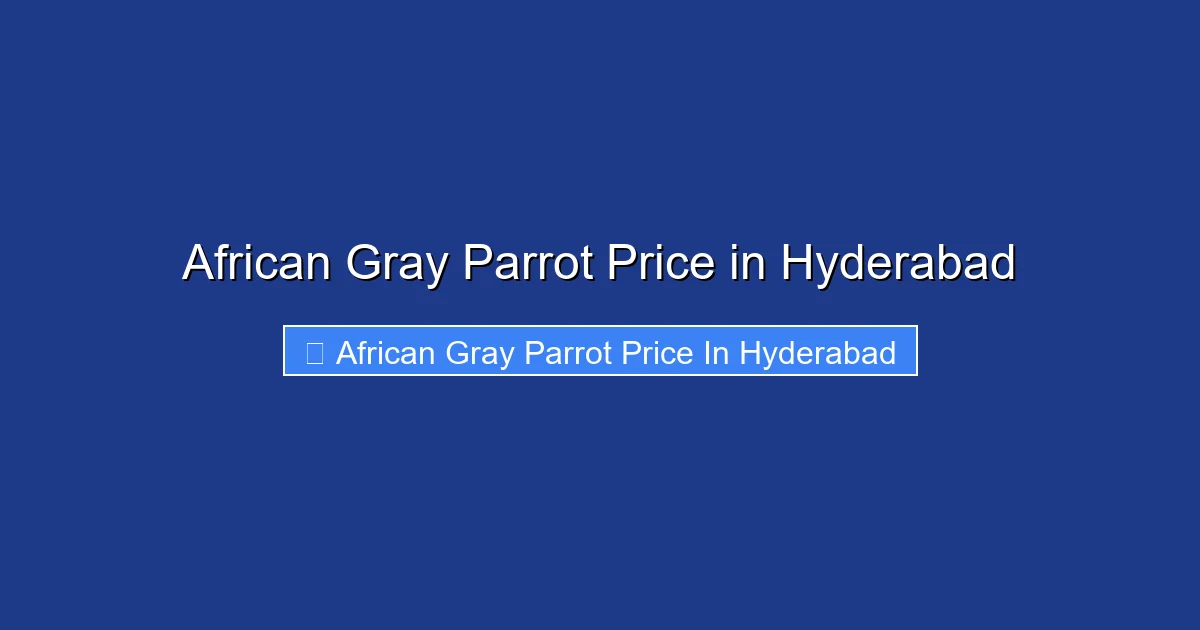 African Gray Parrot Price in Hyderabad